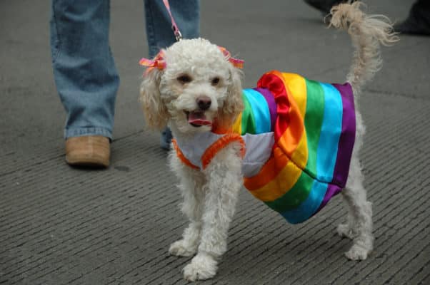 В предвыборном ролике российских геев сравнили с собаками (ВИДЕО)
