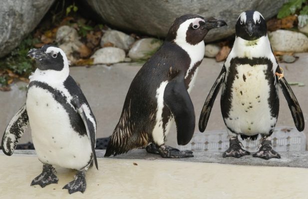 Пингвины-геи